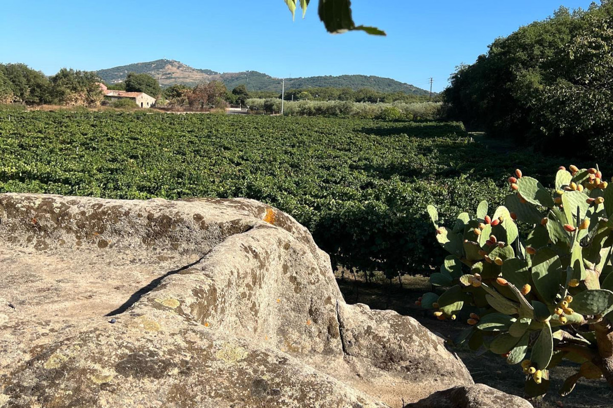 Nei vini i racconti austeri del vulcano