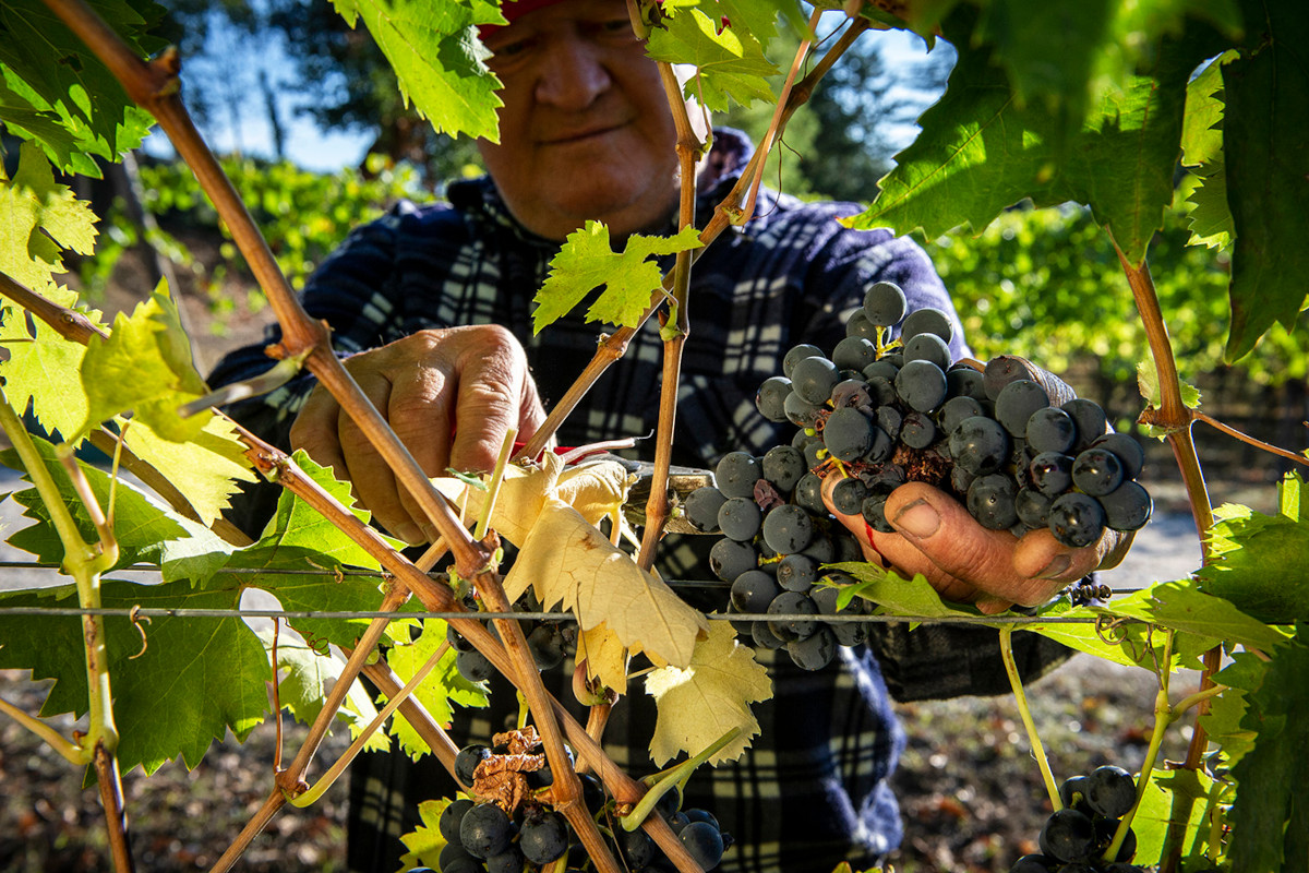 Il vino Docg Colline Teramane guarda al futuro e cresce nella produzione