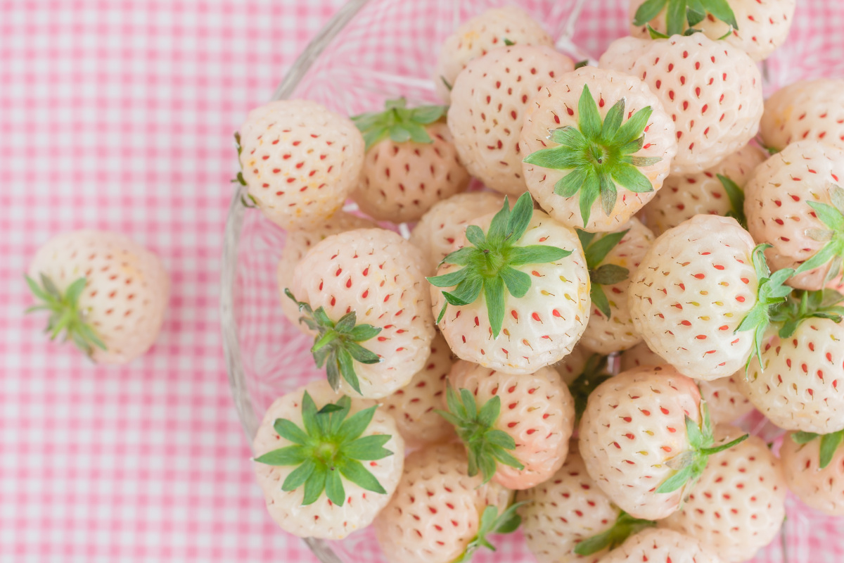 Avete mai provato il Pineberry, la fragola bianca? Ecco le sue proprietà