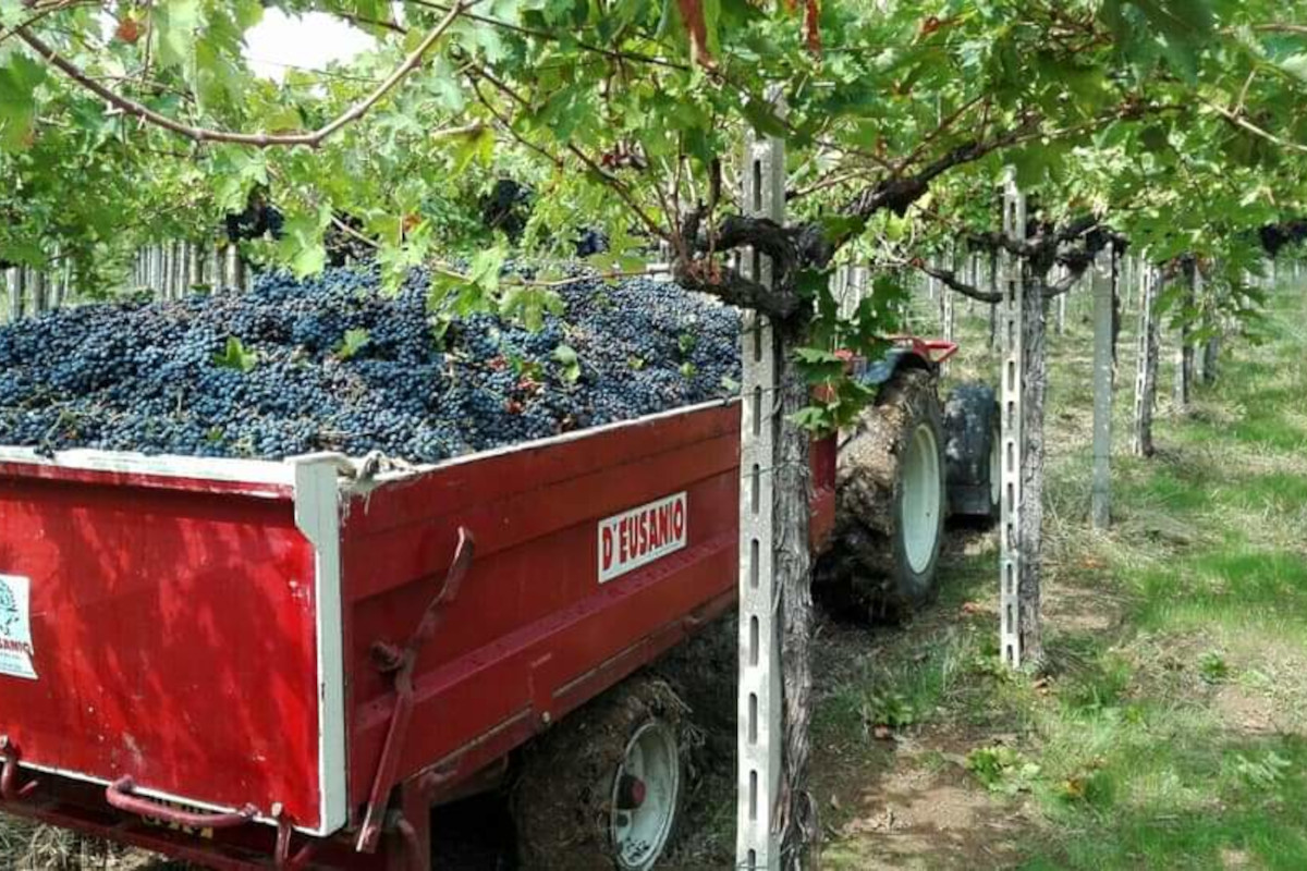 Il disciplinare della denominazione precisa che questo vino rosso deve derivare al 95%, come minimo, dal vitigno Montepulciano Villamagna Doc il vino abruzzese di nicchia che nasce tra montagna e mare