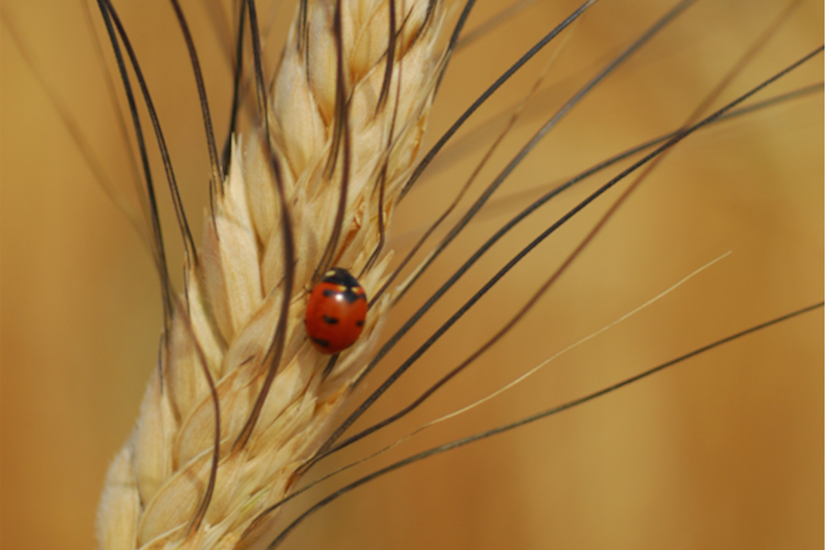 Un alleato per combattere i sintomi della fibromialgia? Il grano Khorasan Kamut