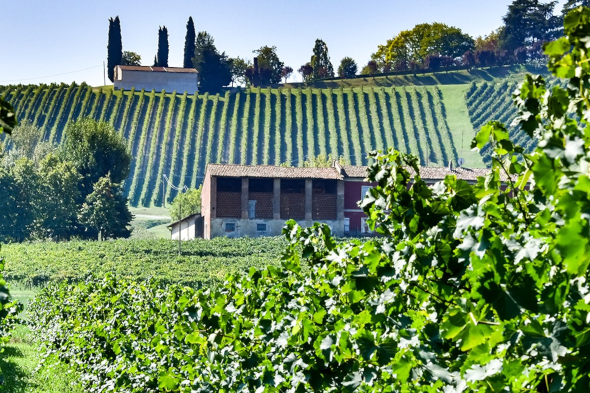 Vendemmia in Oltrepò: buona qualità delle uve, ma la filiera chiede aiuto