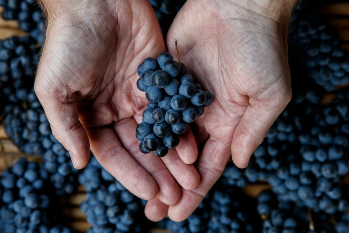 Conosciamo l'Oseleta, un vitigno antico riscoperto dalla cantina Masi