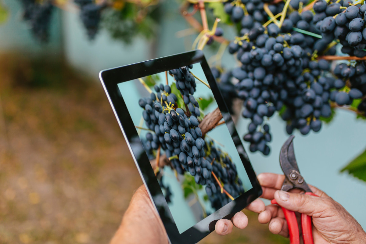 Il business del vino viaggia sul digitale. Cosa devono fare le cantine italiane?