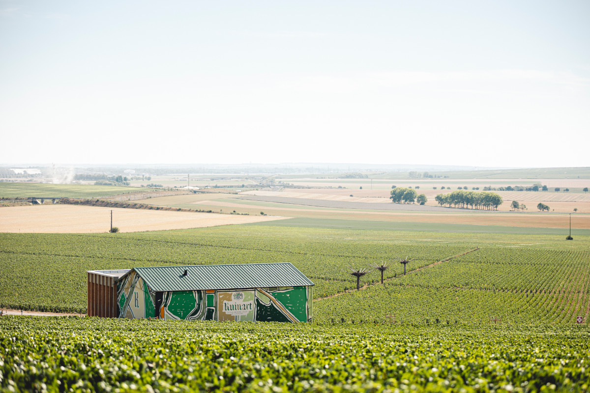 Vigneto Taissy. Foto: Mathieu Bonnevie Scoprire la Champagne in barca, Belmond vara la Coquelicot