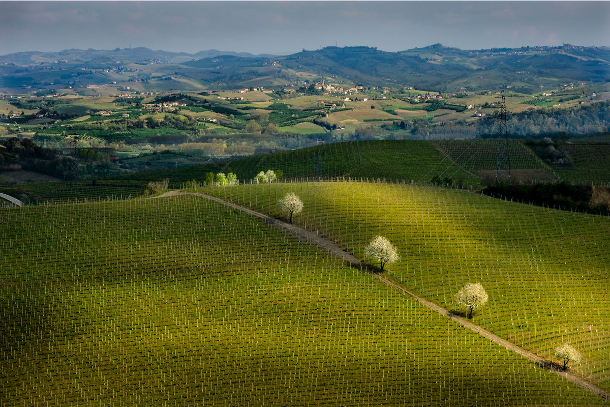 Roero days 2023 per la prima volta il vino piemontese a Roma