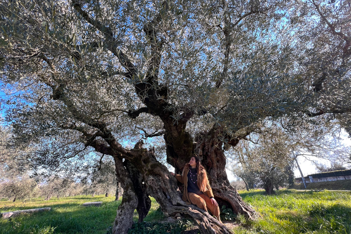 Olio extravergine della Dop Umbria un'annata che promette bene