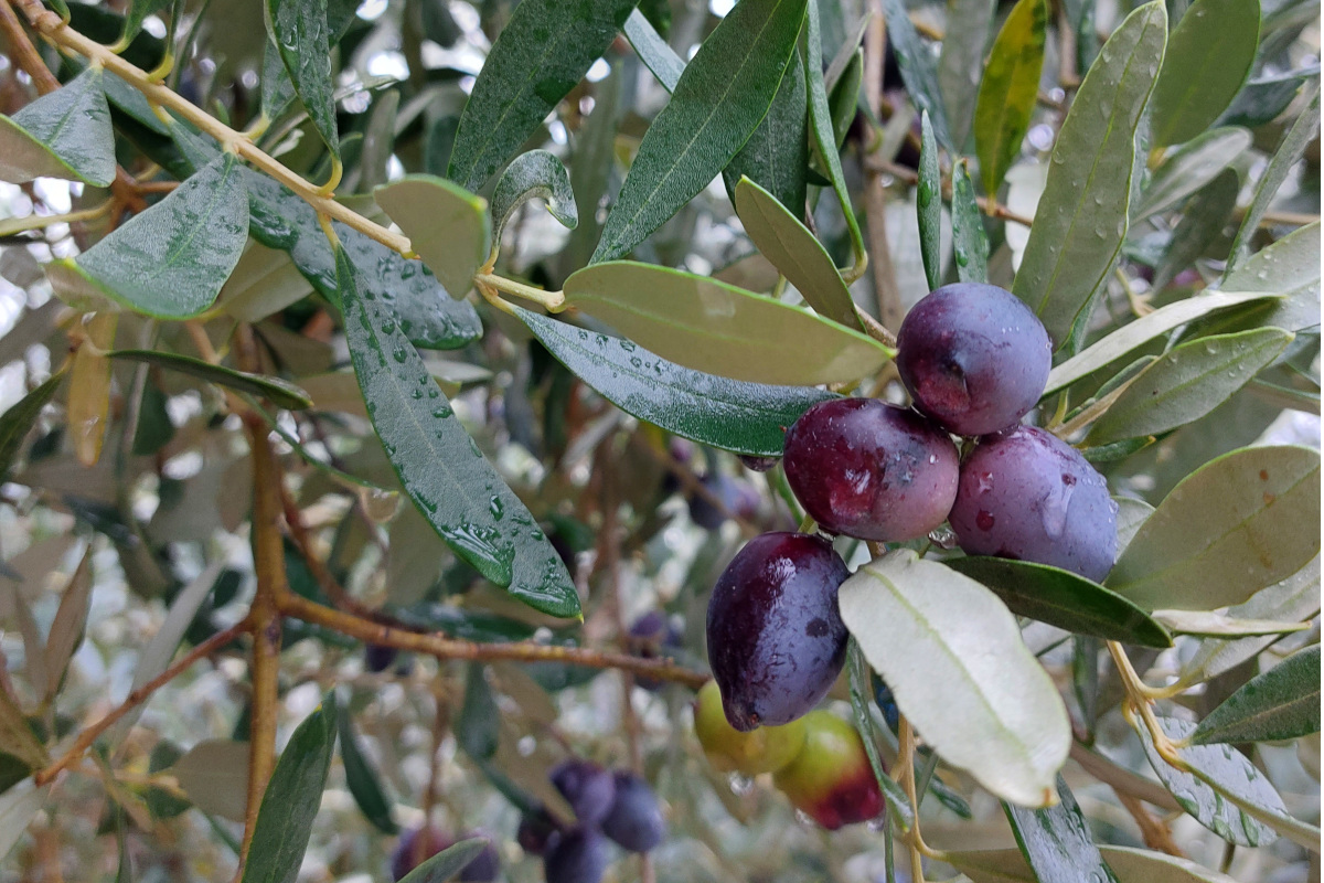 Come si produce oggi l’olio in un frantoio centenario?