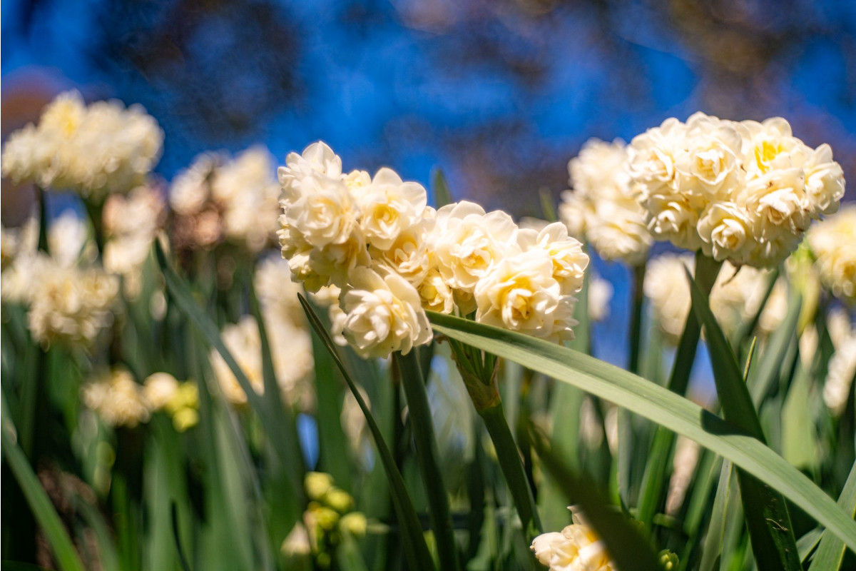 Autunno in fiore: 100mila tulipani trasformano il Parco Sigurtà in spettacolo globale