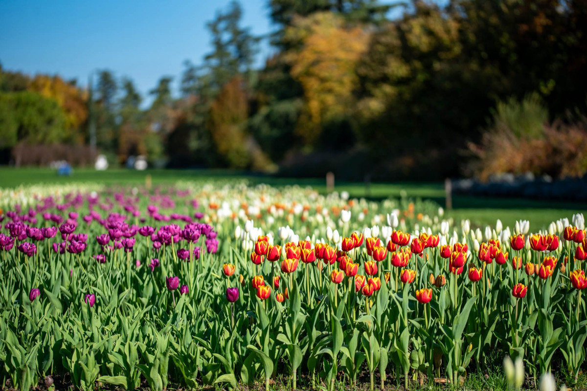 Autunno in fiore: 100mila tulipani trasformano il Parco Sigurtà in spettacolo globale