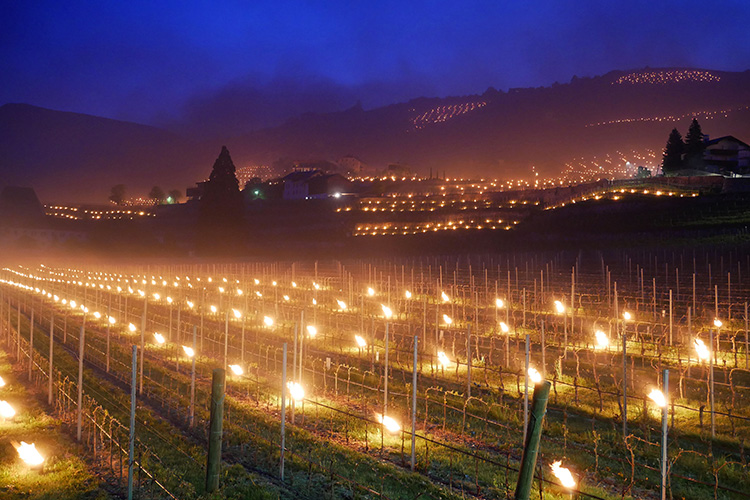 Grüner Veltliner, vino premium con Abbazia di Novacella