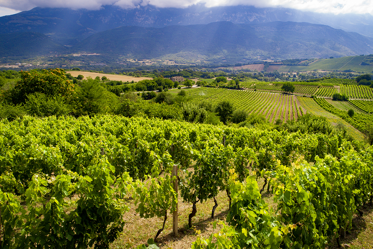 33mila gli ettari vitati in Abruzzo