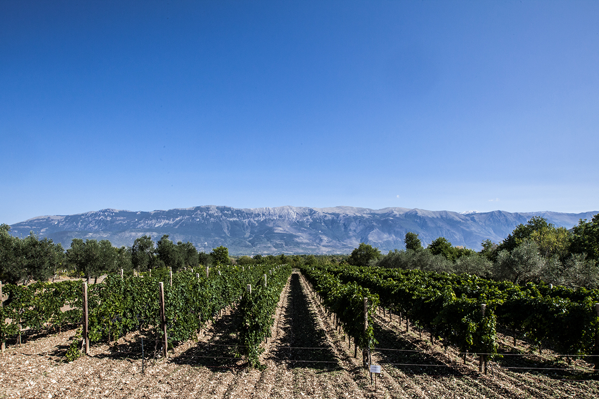 Tra gli obiettivi, aumentare la consapevolezza sulla produzione vitivinicola sostenibile