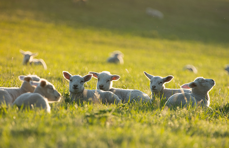 Dieta mediterranea e carne di agnello: un matrimonio perfetto