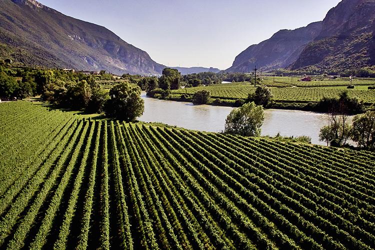 Vigneti nella Valdadige - Albino Armani, eccellenza del Pinot Grigio del Triveneto