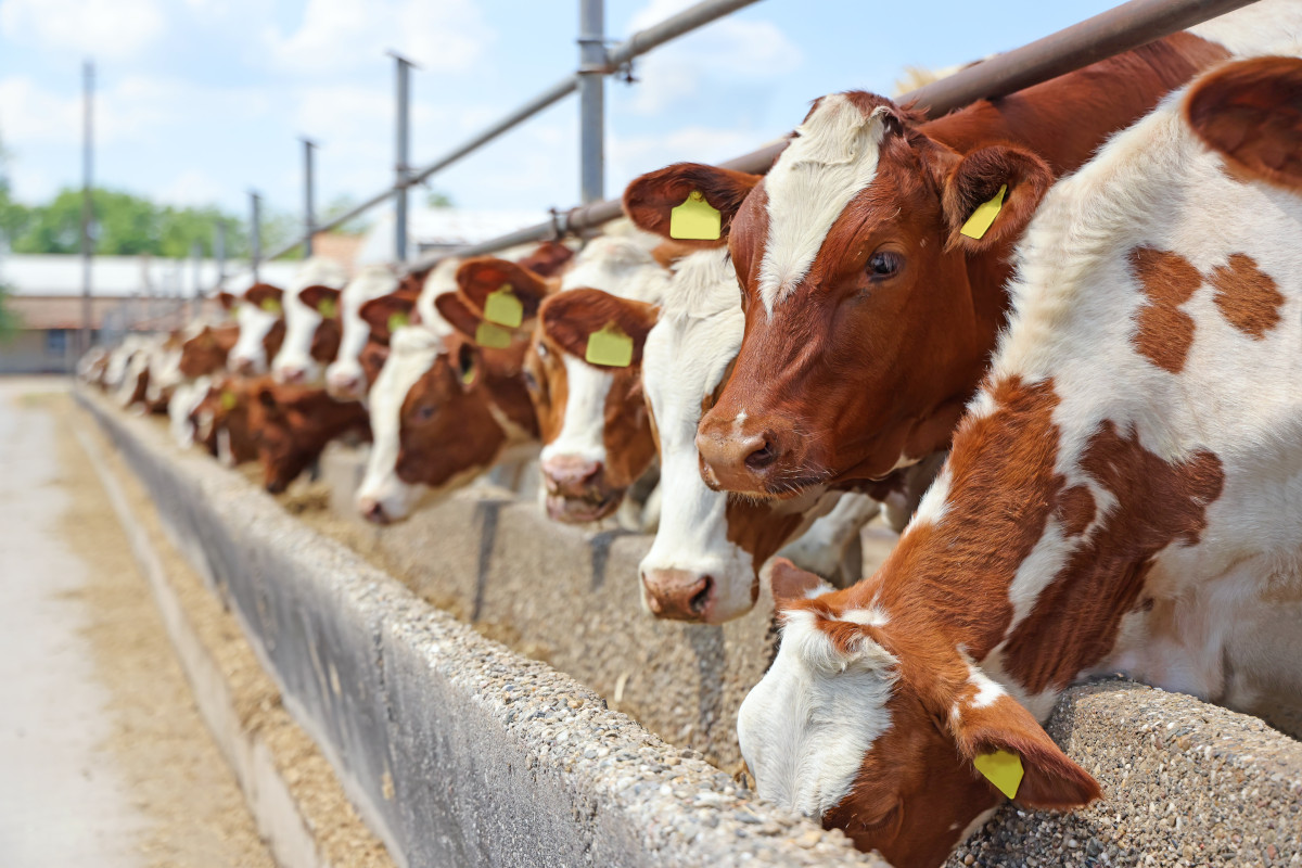 Una buona carne nasce soprattutto dall’attenzione al benessere con cui l’animale viene allevato e dal cibo con cui è alimentato La carne l’importanza del territorio di origine