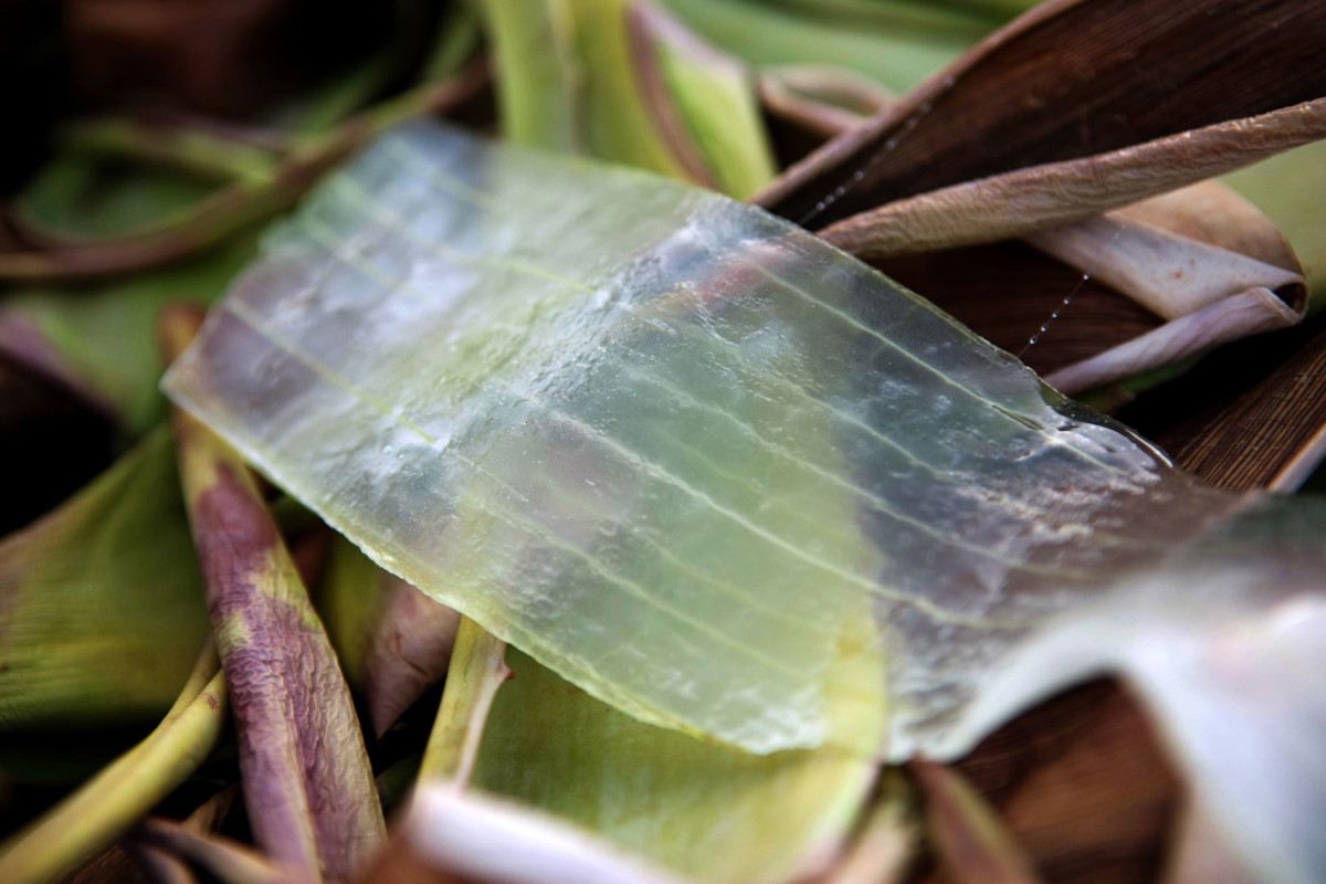 L&rsquo;Aloe Vera, l&rsquo;&ldquo;oro verde&rdquo; delle Canarie