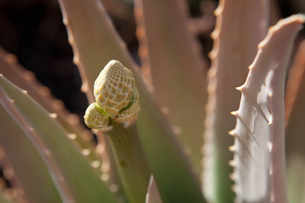 L'Aloe vera delle Isole Canarie L&rsquo;Aloe Vera, l&rsquo;&ldquo;oro verde&rdquo; delle Canarie