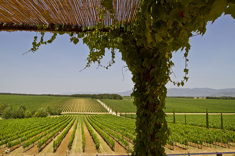 La Braccesca - Le tenute di Marchesi Antinori tracciano un itinerario in Toscana