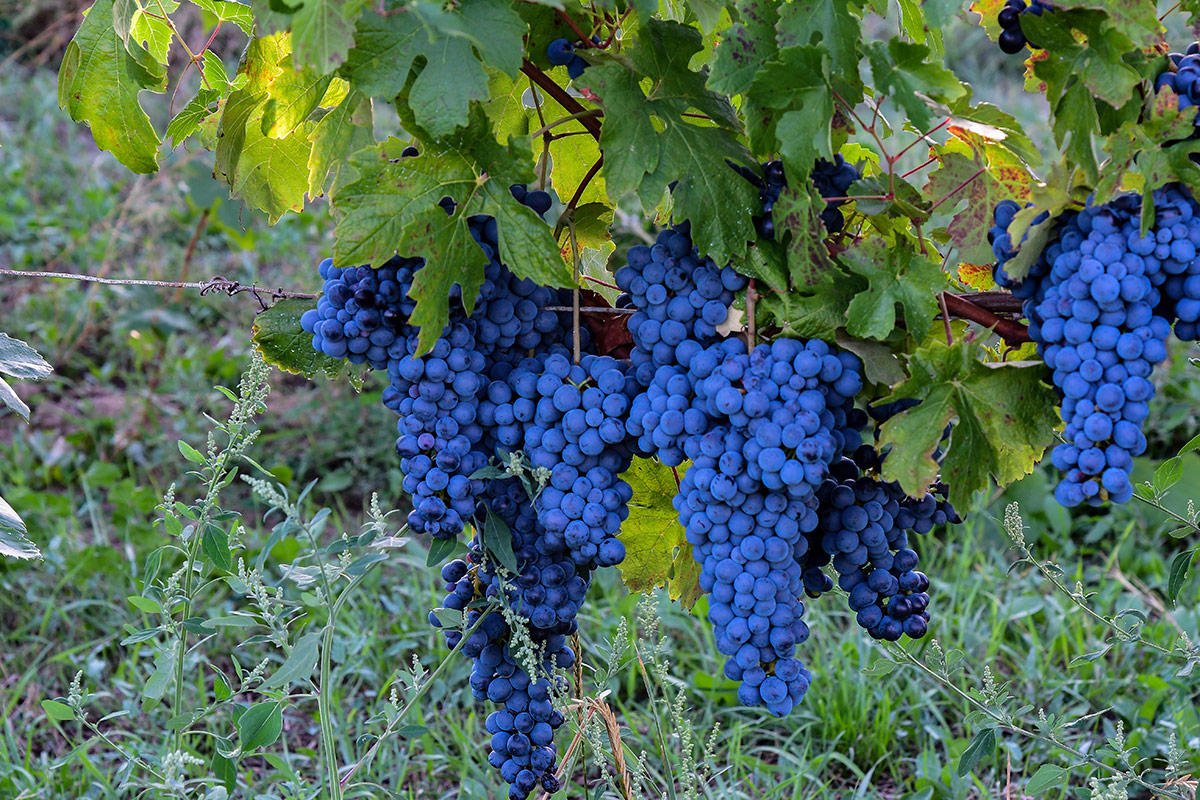 Pinot nero e non solo: Oltrepò Pavese, una terra di eccellenze tutta da scoprire