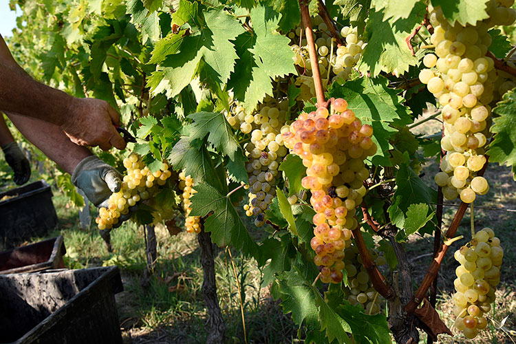 Asti Spumante e Moscato d’Asti A Pasqua brindisi made in Italy