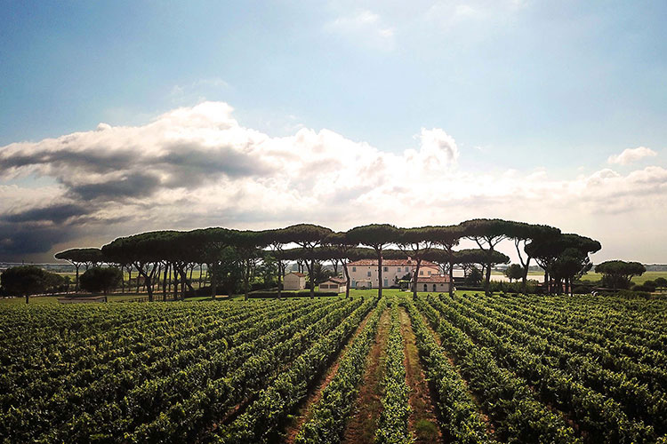 Panoramica della Tenuta Guado del Tasso (Bolgheri, apre l’Osteria del TassoIl ristorante di Marchesi Antinori)