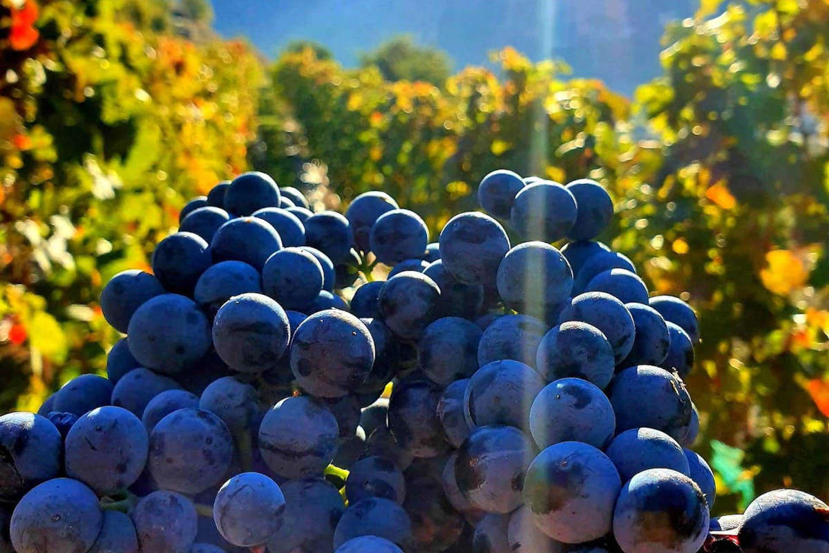 £$L'Italia del vino$£: tre Fumin per un assaggio di Val d'Aosta