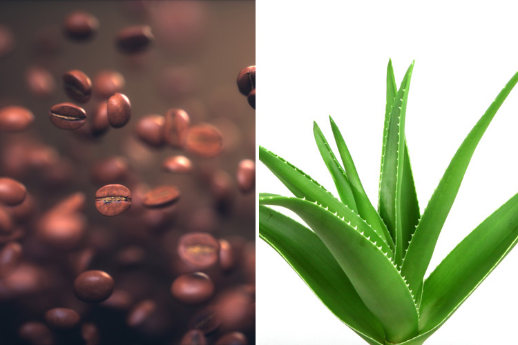 (Prodotti con caffeina e aloe vera I falsi miti sulle proprietà dimagranti)