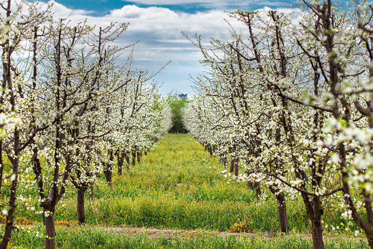 Fioritura Il California Prune Board si rinnova con il piano biennale 2022-2024