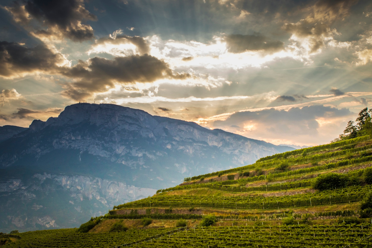 Vendemmia anticipata per Ferrari Trento, l'enologo Ruben Larentis svela la nuova annata