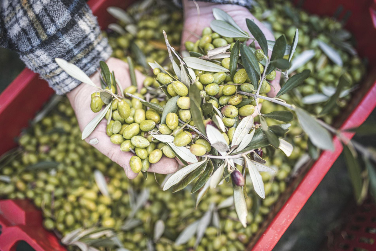 Torna Frantoi Aperti: alla scoperta dell'olio del Garda trentino