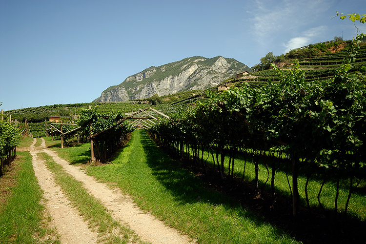 Vigneti - Castel Firmian, eccellenza trentina Vini ideali per la ristorazione