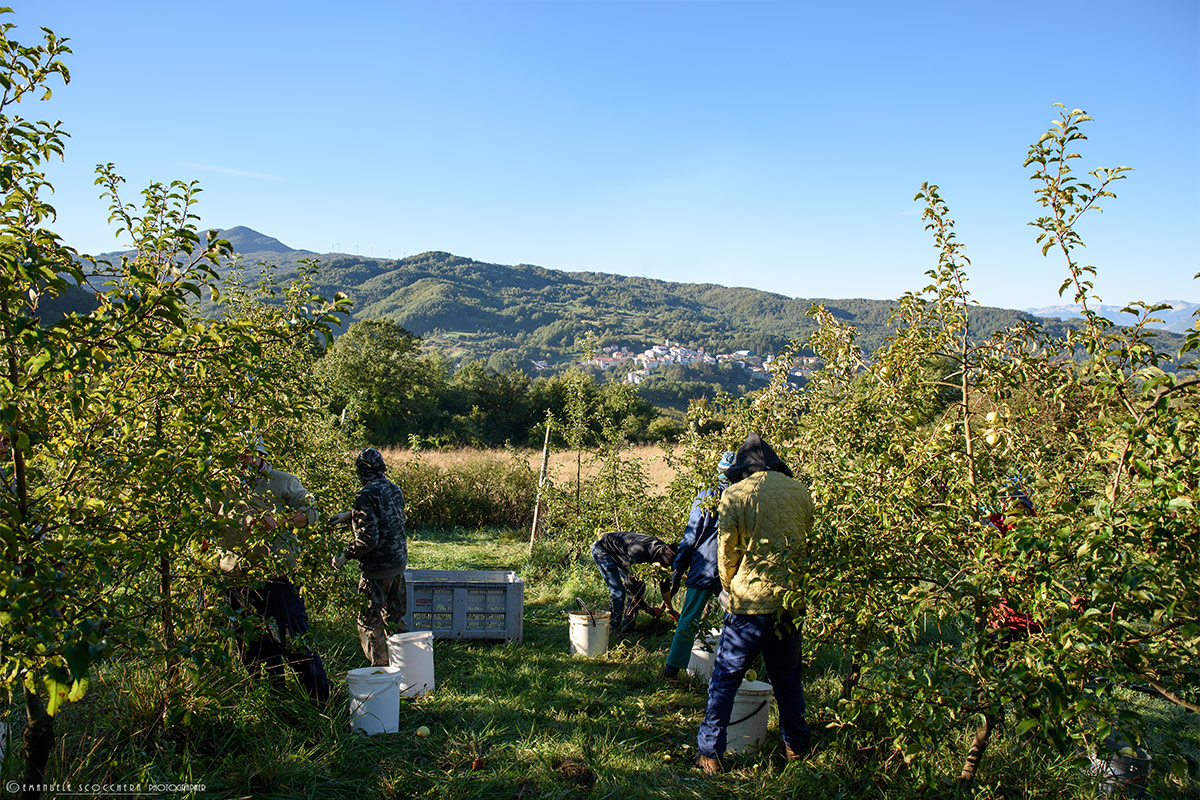 Le mele biologiche Melise dell'albergo diffuso Borgotufi