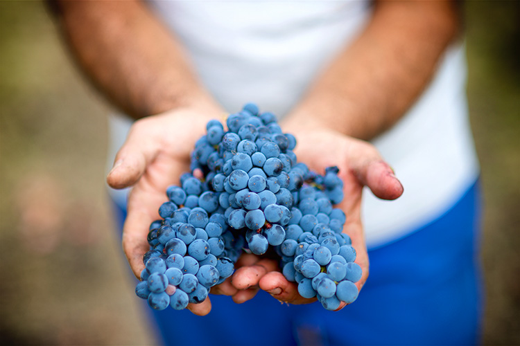 Il clone di Aglianico di origine prefillossera denominato VCR421 Antonio Mastroberardino&nbsp; VCR 421 Antonio Mastroberardino L&rsquo;Aglianico torna alle origini