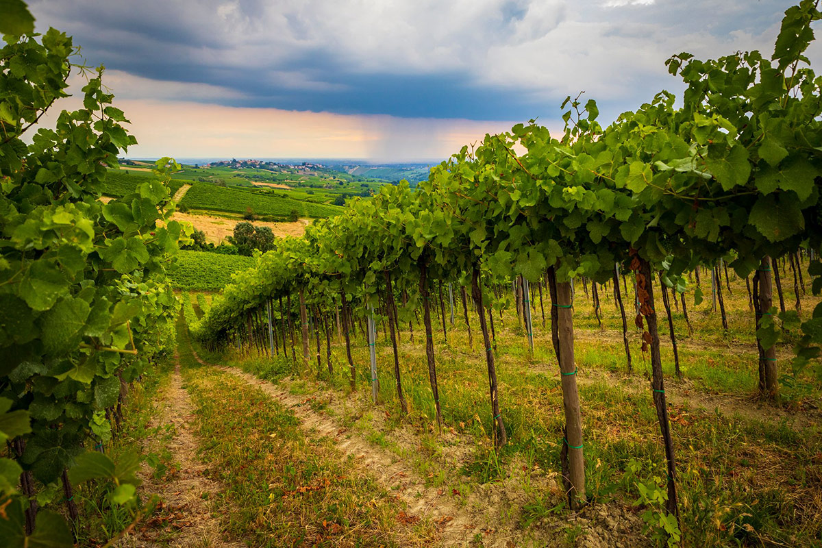 Pinot nero e non solo: Oltrepò Pavese, una terra di eccellenze tutta da scoprire