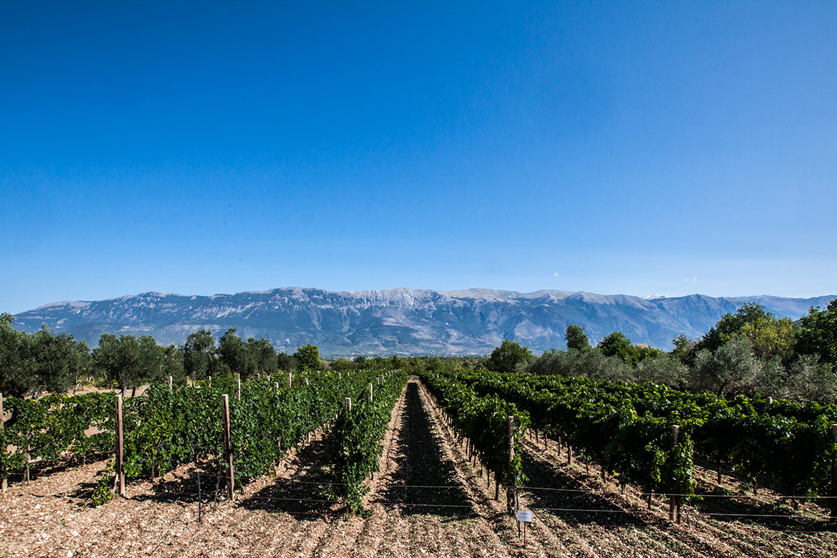 Nuovo modello per i vini d’Abruzzo, che valorizza l’identità territoriale