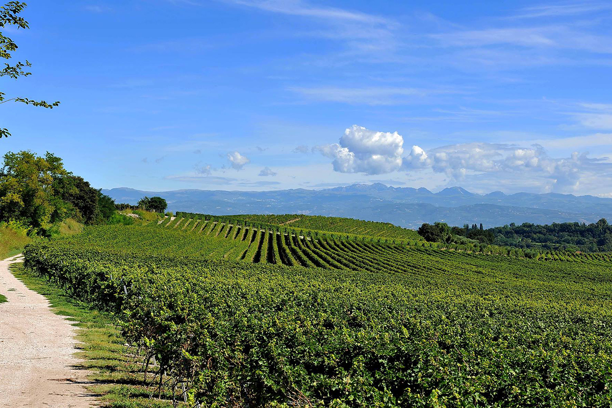 I vigneti di Custoza Doc. Fonte Facebook Chiari, freschi e dolci… vini! Viaggio tra le Doc del Lago di Garda