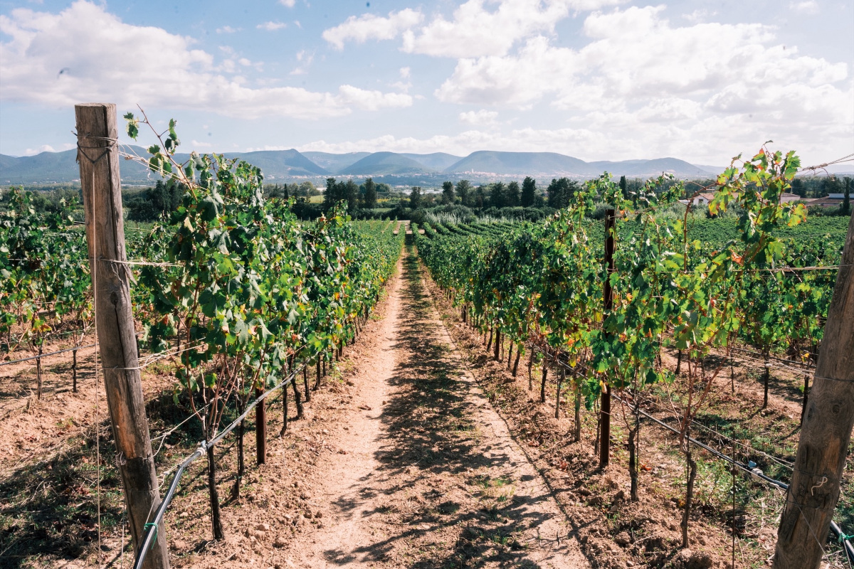 I sentieri del Carignano lungo il Cammino Minerario: l’anima del Sulcis in 5 vini