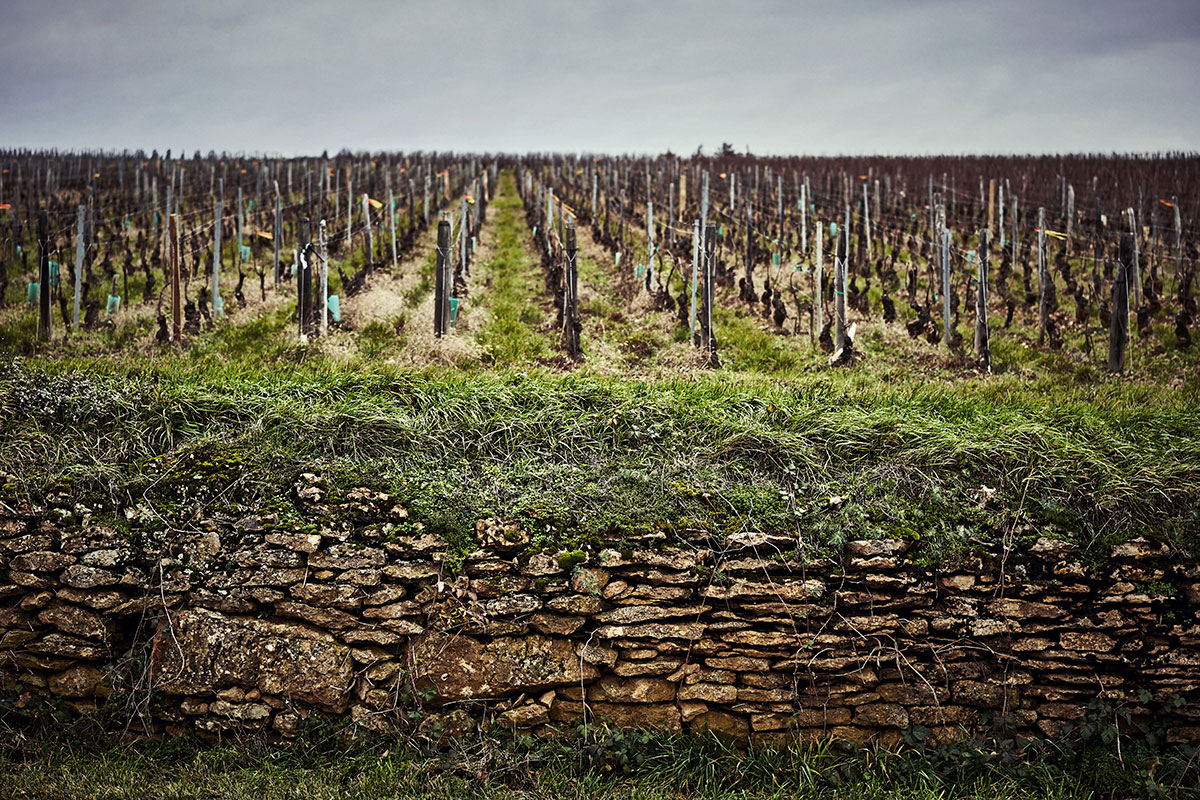 [[Tour de la gastronomie]] Vino, mostarda, ribes e non solo: Borgogna terra di eccellenze