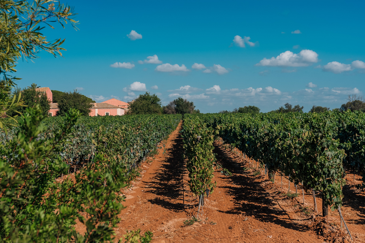 L'intervista a Planeta: «Il vino è cultura. Il futuro? Nell'enoturismo»