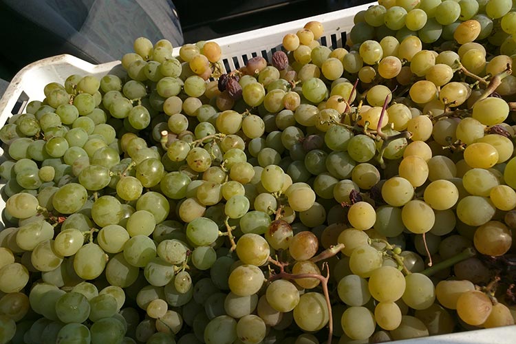 Dal famoso Passito ai capperi Igp Pantelleria, uno scrigno di tesori