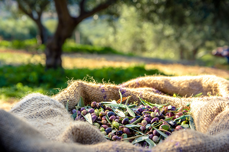 L'olio extravergine di oliva può essere conservato in frigo? Risponde l'esperto
