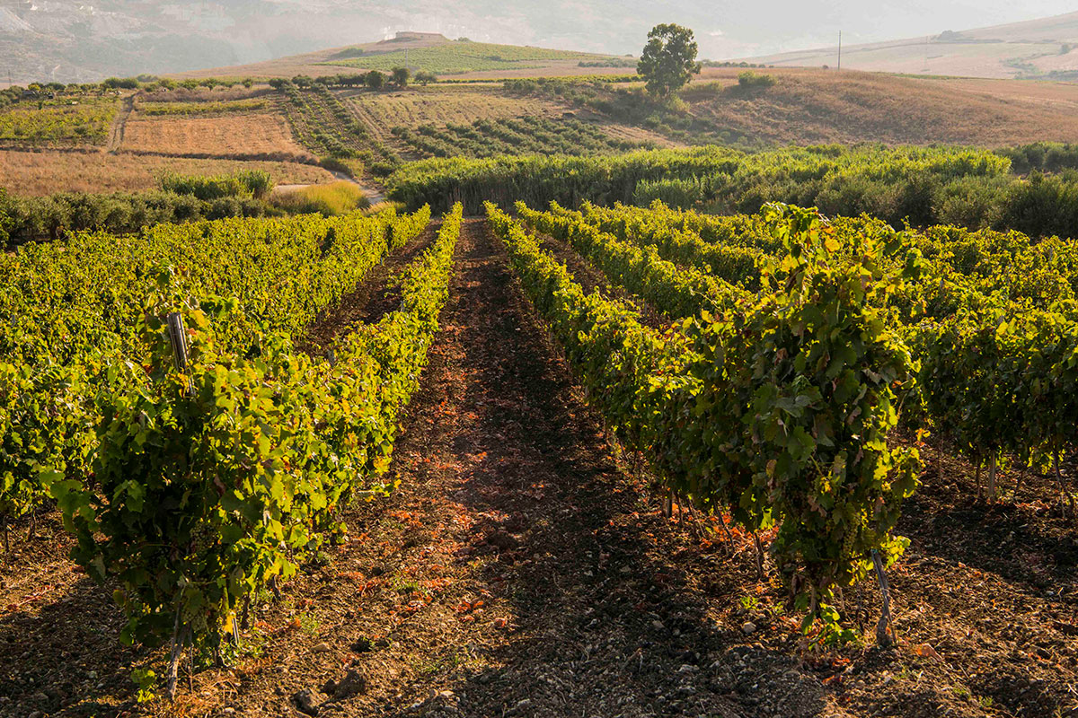 Doc Sicilia, vini piacevoli e moderni simbolo del Made in Italy