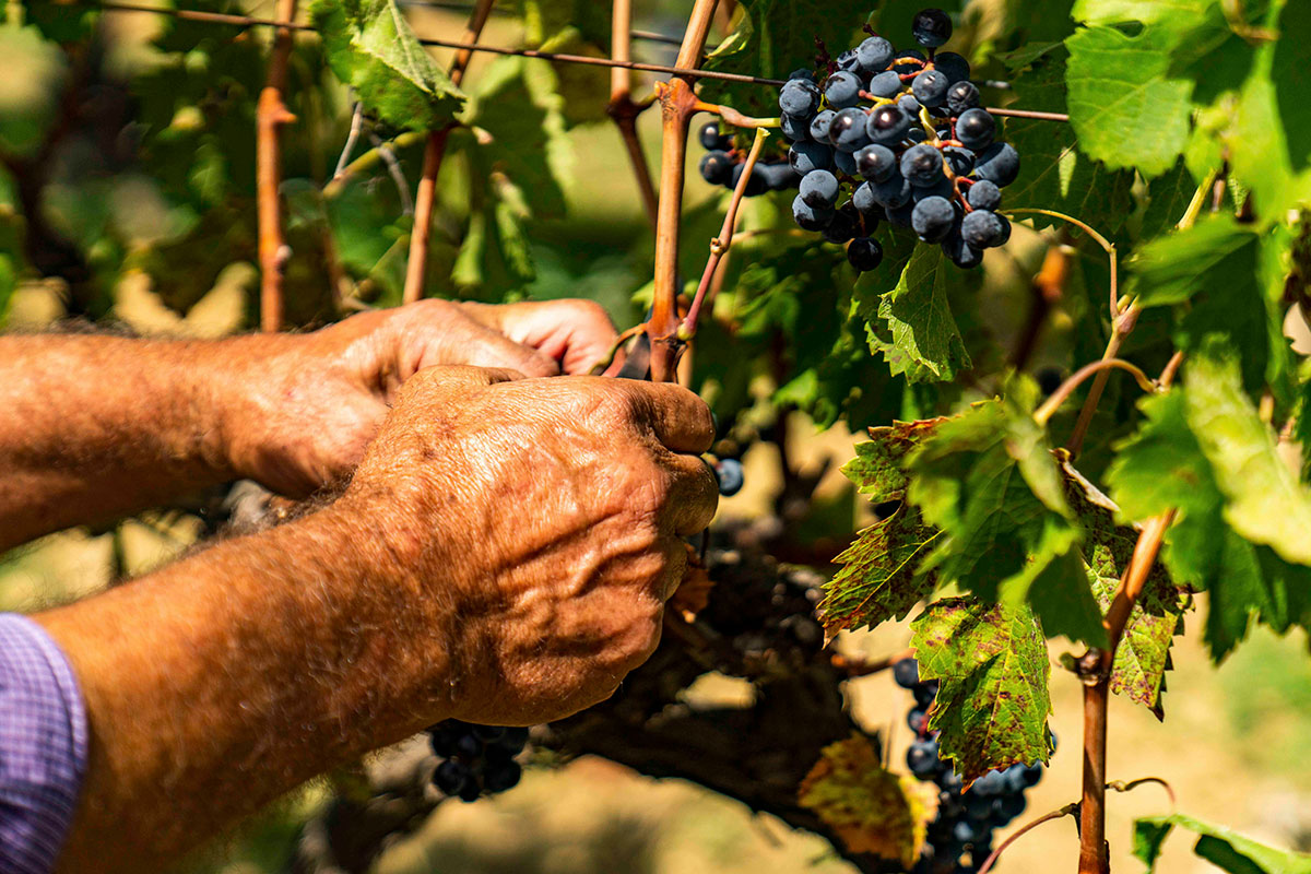 Doc Sicilia, vini piacevoli e moderni simbolo del Made in Italy