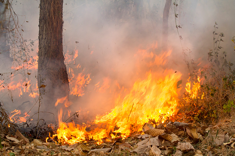 Estate di fuoco in tutta Italia 500 incendi in due mesi