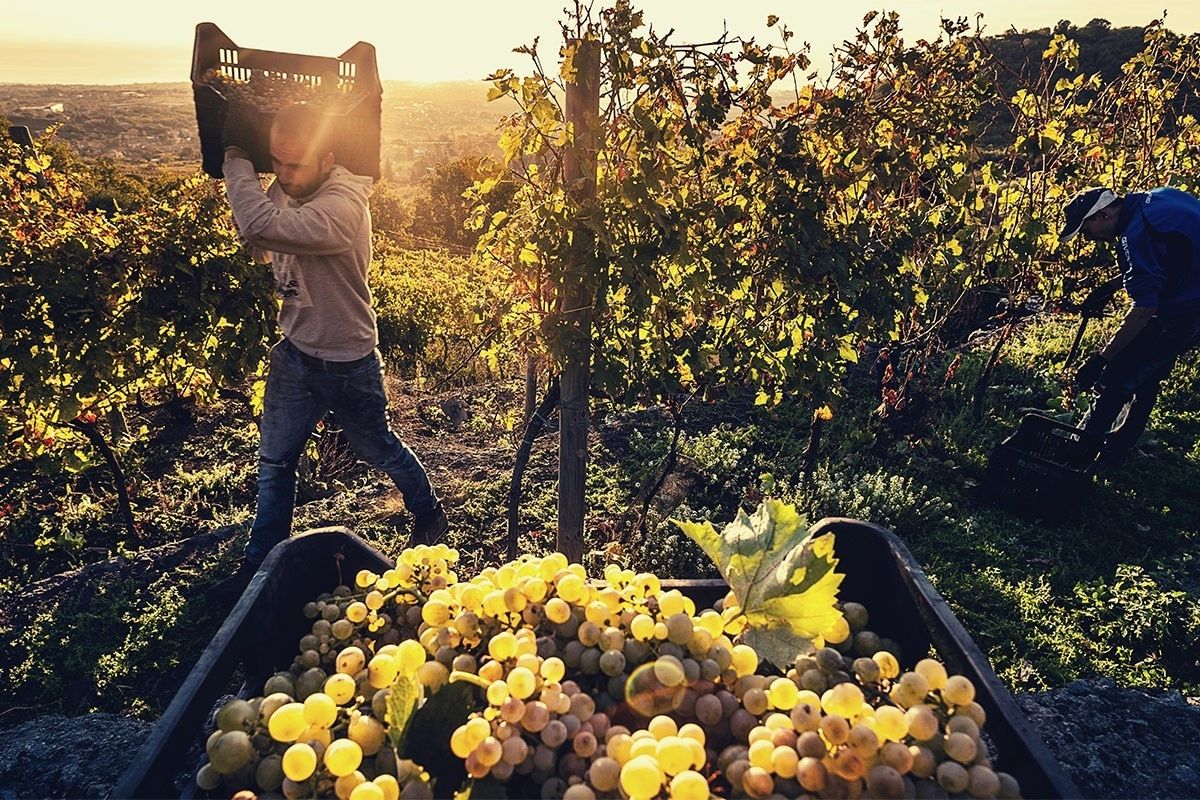 La vendemmia sull'Etna