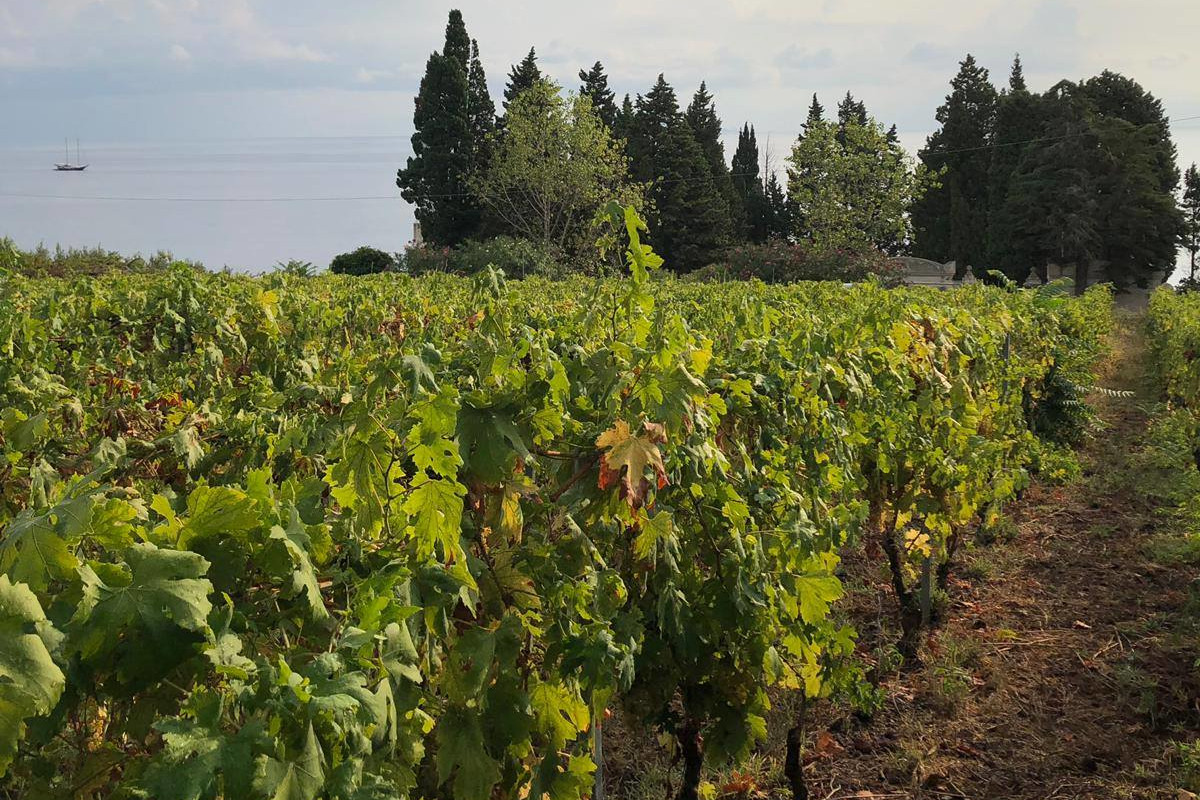 Nino Caravaglio, il vignaiolo che racconta le Eolie attraverso il lavoro della terra