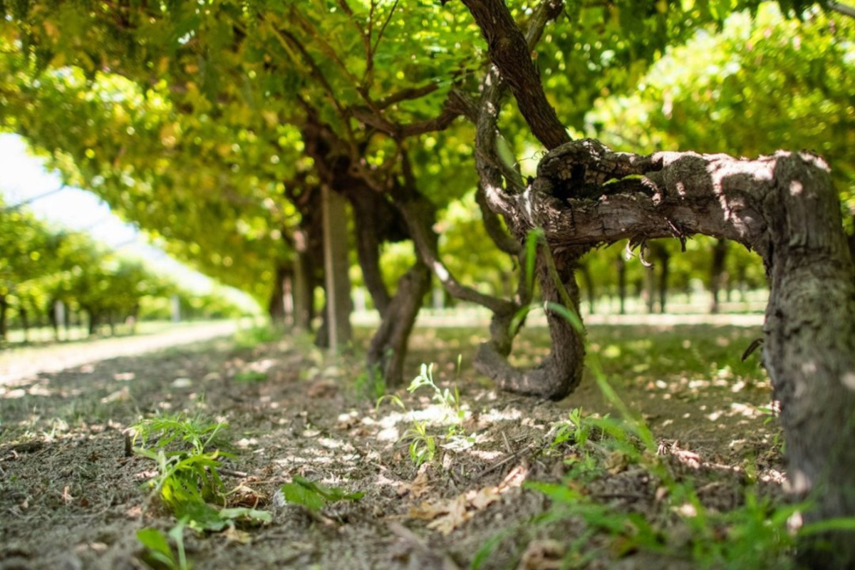 Degustazione verticale di Riesling Renano: Roeno presenta sei annate