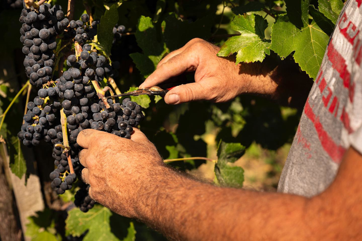Terre d’Oltrepò, acconto vendemmia 2025 entro Natale. Ma nessuna certezza sul 2024