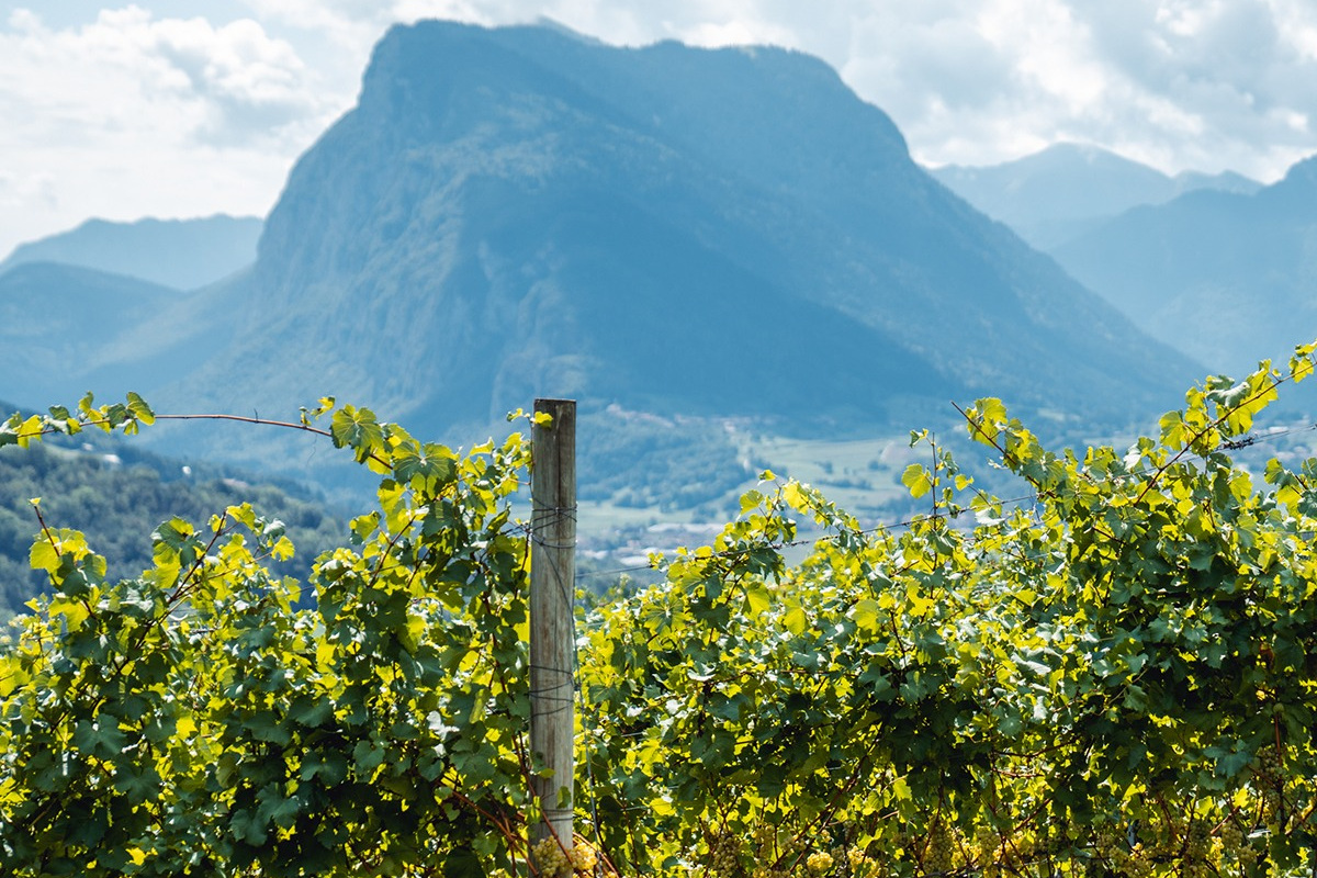 Enoturismo, ricerca e formazione: come il Trentodoc Festival racconta il Trentino